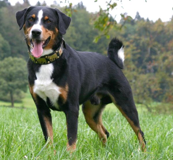 Apencelski planšarski pes (Appenzeller Sennenhund) Appenzeller_sennenhunde