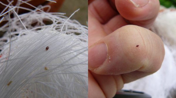 Petites bêtes dans le poulailler