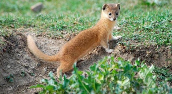 LE BESTIAIRE DIVIN DE GUILLAUME – CLERC DE NORMANDIE ET TROUVÈRE AU 13 EME SIÈCLE 2559362211_1_6_KTUSLIwj