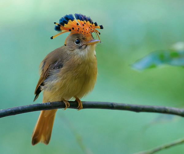 un oiseau à découvrir Martin du 13 novembre trouvé par Martine 3268804644_1_2_PkCKh2h0