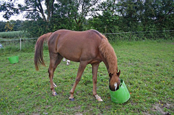  Aman pur sang arabe,Blondiné (Haflinger), Azul (Levrier) !  - Page 3 3281050414_1_14_8BSpOYvg