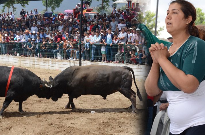 Aydın'ın Sultanhisar İlçesi'ne bağlı Atça Arenası'nda düzenlenen boğa güreşleri, renkli görüntülere sahne oldu. Boga-ic-3-1