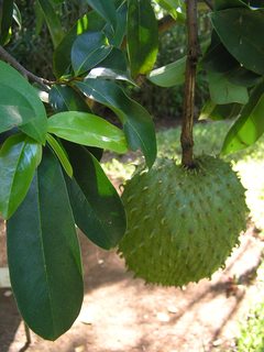 Soursop fruit is an effective cancer treatment 08U6vm