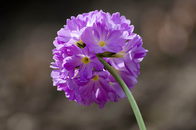 ✿✿ ✿ el rincon de las flores. ✿✿ ✿ - Página 2 NrSYh