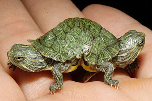 2 Heads Or 2 Bodies... Two-headed-turtlex-large