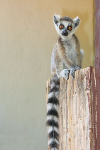 S. M. Saunders  Lemur_katta_DDP_CC