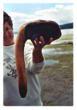 Taka małża, ot co :) Sea_geoduck15