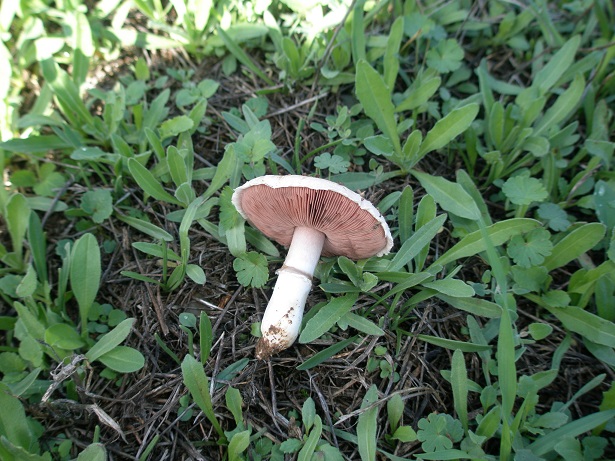 Agaricus campestris? Lrslm