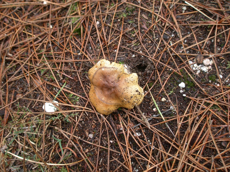 Tricholoma equestre? Lvlhw