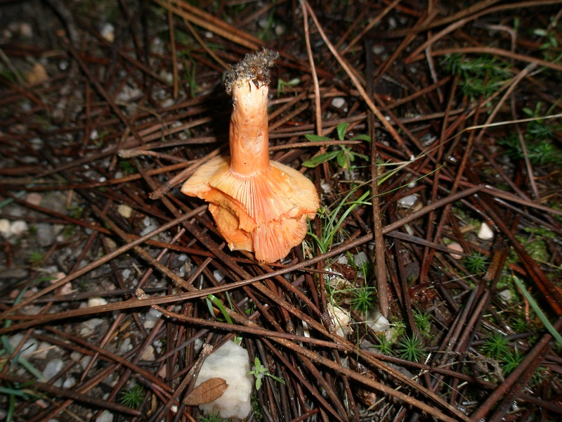 Lactarius Deliciosus? Wmmyl