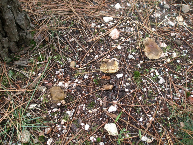 Tricholoma equestre? Yybmw