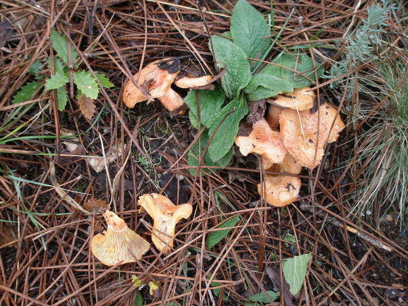 Lactarius Deliciosus? Yzlrd