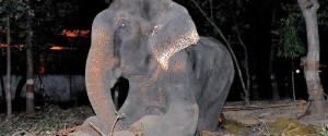 raju cries after rescue N-ELEPHANT-CRIES-medium