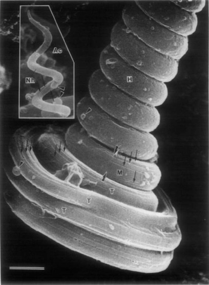 奇异动物精子：果蝇精子长6厘米 是身体的20倍长(组图) U5385P2DT20120224083041