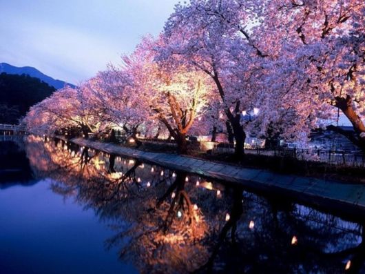 سياحة اليابان Spring_season_japan_20