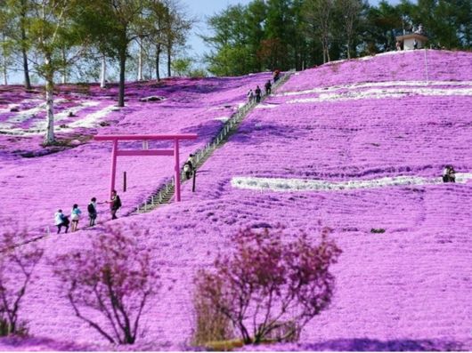 سياحة اليابان Spring_season_japan_11