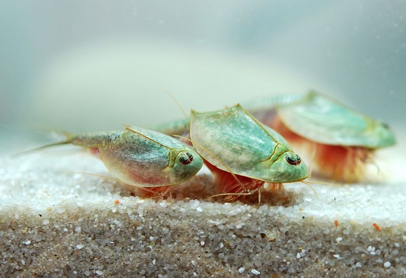 Catalogue Et Horaires De L'Animalerie " Les Copains De Niji" Triops_eggs