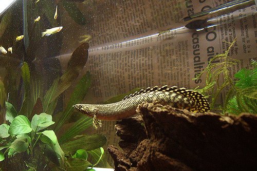 Tous les renseignement information Anguille/murene ici ! =) - Page 2 Polypterus_ornatipinnis