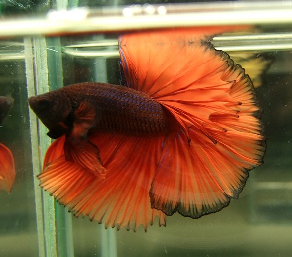 Les presento a mis Bettas Crown Tails . Exoprt_Live_Bettas_Halfmoon