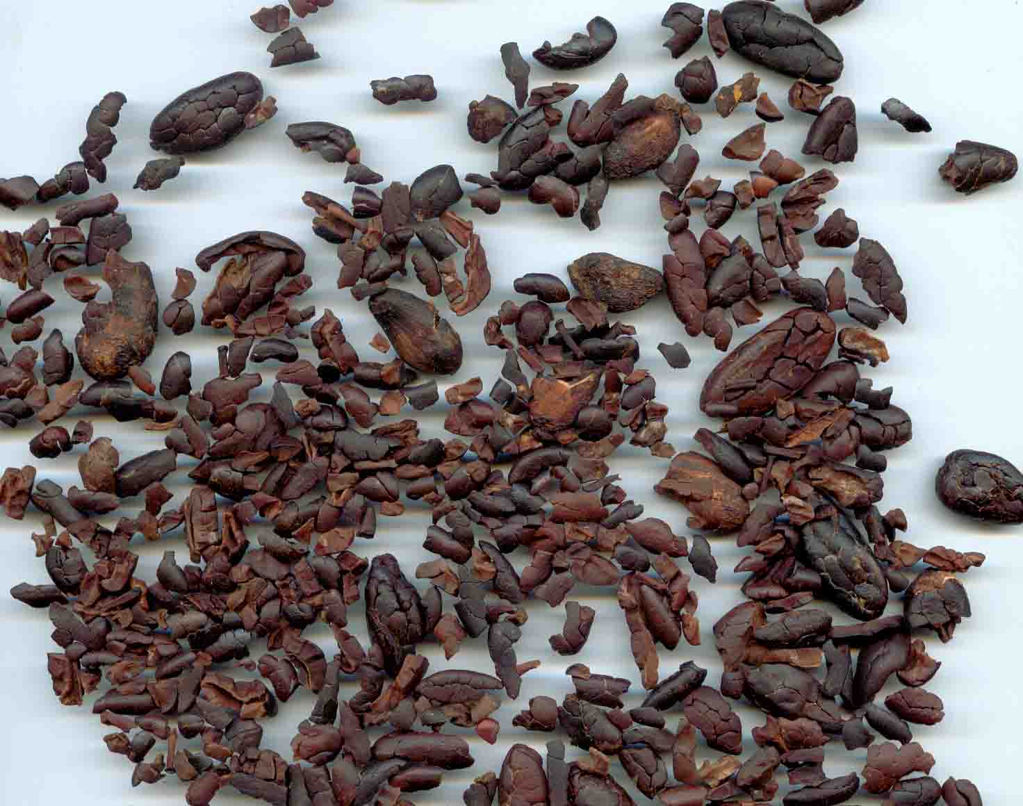 شجرة الكاكاو Certified_Organic_Raw_Cacao_Nibs