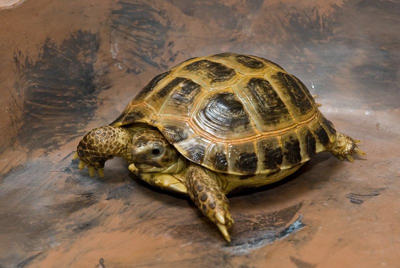 الطفل و السلحفاة HORSFIELD_TORTOISE