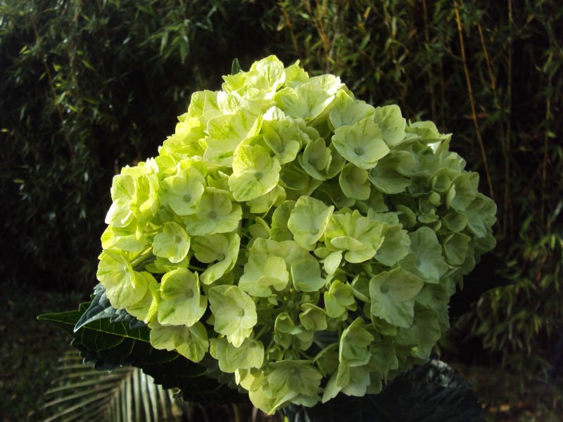 Palabra y Imagen - Página 12 Native_Green_hydrangea