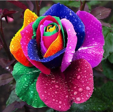 [Jeu] La rose à 10 (V.4)   - Page 3 Free-shipping-500-PCS-Beautiful-Flower-Rainbow-font-b-rose-b-font-font-b-seed-b