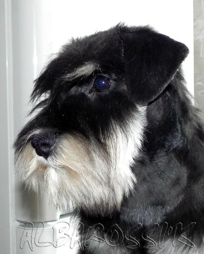 B/s miniature schnauzer very promising undocked girl 4827caea41de