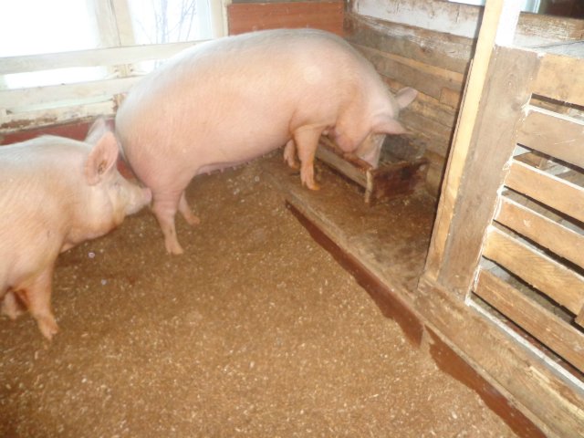 Первый опыт разведения свиней на личном участке (Gnomvolga) 9271518611d4