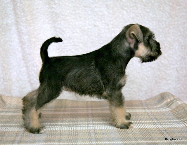 B-litter kennel WELKAR Cda95554e69d