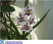 Наши орхидеи 210ee300fb59t