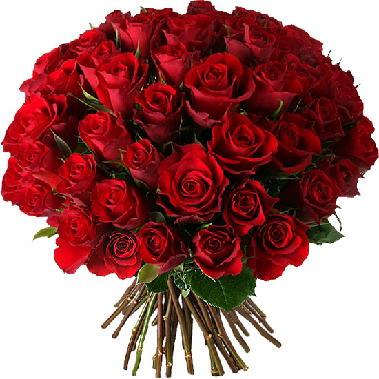  هل أنت مستعد لـ " الأحمر " ؟ Roses-rouges-envoyer-50-10571-550