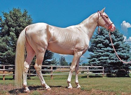 Akhal-Teke "El Caballo de Oro" AKHAL_TEKE_HORSE_FOR_SALE