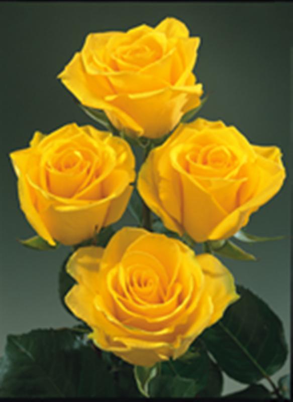 Bienvenidos al nuevo foro de apoyo a Noe #228 / 24.02.15 ~ 26.02.15 - Página 19 Yellow_Roses
