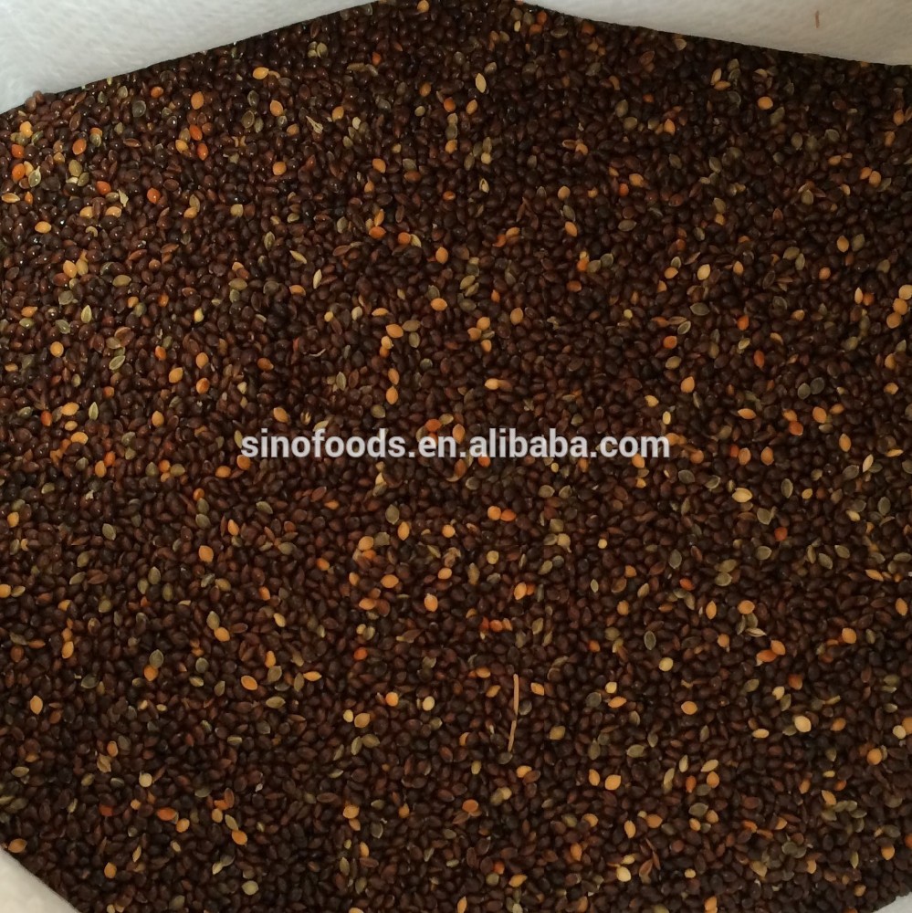 DIETA APROPRIADA PARA PERIQUITOS - DICAS  - Página 2 Black_millet_seed_birds_food_pet_s