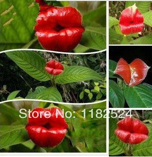 TỨ TUYỆT HOA - Page 2 New-20pcs-lot-Rare-psychotria-Elata-Flower-of-Lips-Seeds-Bonsai-Flower-Seeds