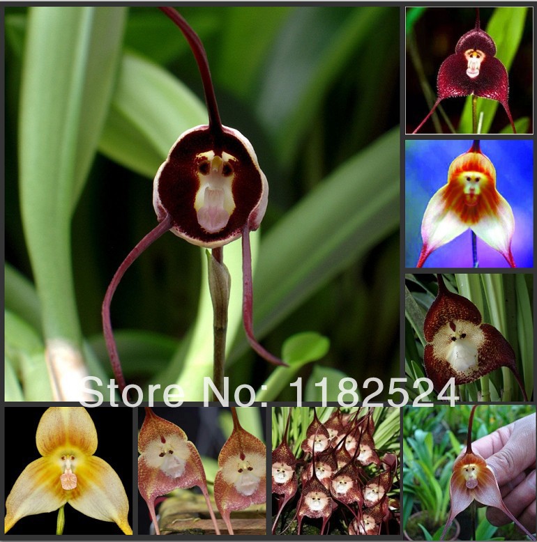 Fleur Martine du 27 avril trouvée par Blucat Free-Shipping-20pcs-lot-Mixture-of-Dracula-Simia-Orchid-font-b-Monkey-b-font-orchid-Seeds