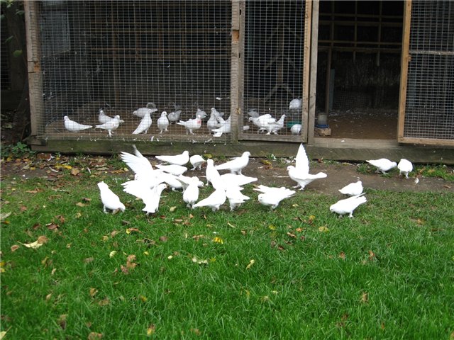 Вылетели голуби из голубятни и уже 2-й день не возвращаются, а вернутся ли? C88bd05551a4
