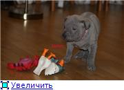 Blue&isabella litters from Russia (ThaimLine Kennel) 88fcd039c05et