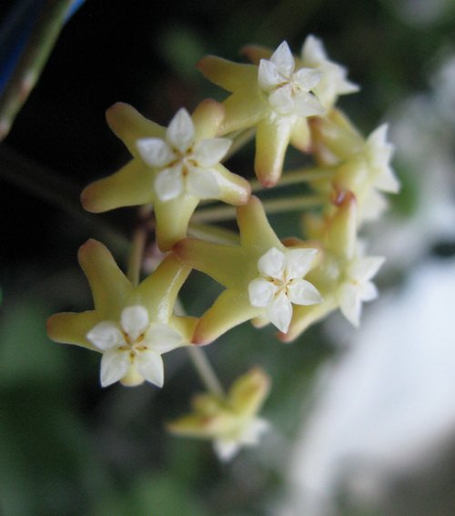 Hoya surigaoensis EG00897 E10e1e28bba0