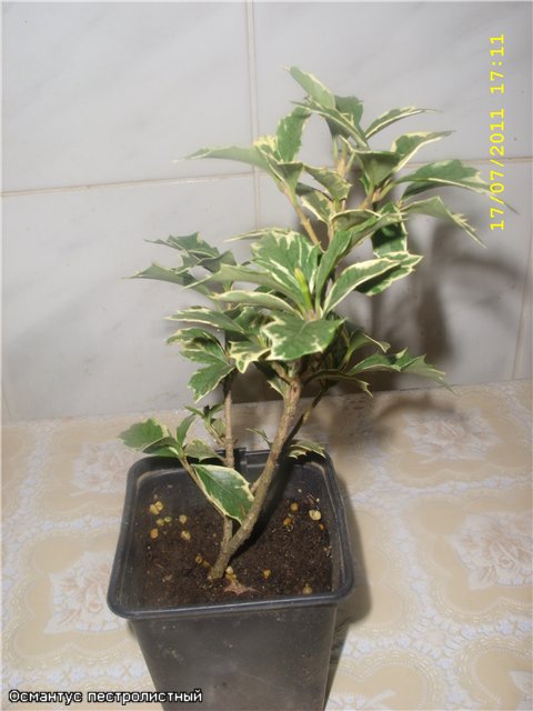 Растения из Сочинского питомника - Страница 3 7f8cc5b04b15