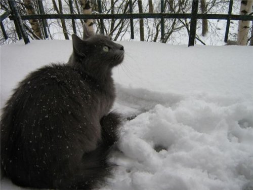 Veronica in the snow 93f787ff400c