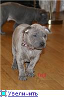 Blue&isabella litters from Russia (ThaimLine Kennel) D24b5119811et