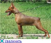 Tchernaja Kalitva kennel 7e8f4d327e4bt