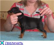 Tchernaja Kalitva kennel 65209d5b4c7ft