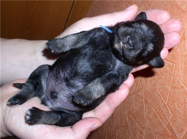 Miniature Schnauzer black/silver 797644dd483b