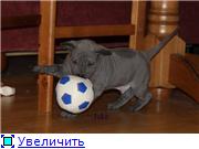 Blue&isabella litters from Russia (ThaimLine Kennel) Aeb557022b1bt