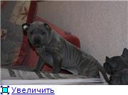 Blue&isabella litters from Russia (ThaimLine Kennel) Ba1d408ca207t