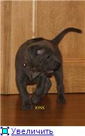 Blue&isabella litters from Russia (ThaimLine Kennel) 5416fa4fe7d3t