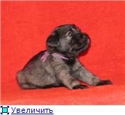 Pepper and salt standard schnauzer puppies from kennel DRONAS (Russia) B4c5e9133465t